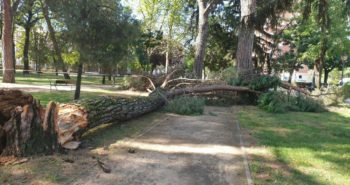 arbol caido plantio