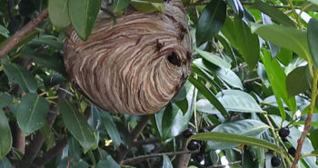 nido avispa asiática