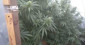 marihuana