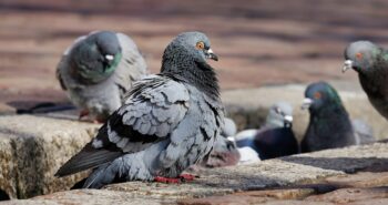 palomas