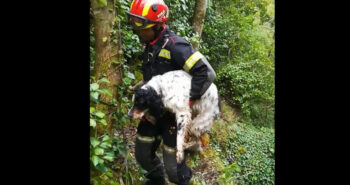 rescate perros.jpg