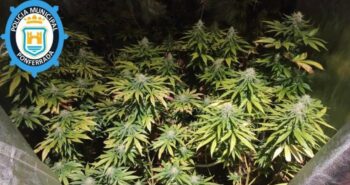 10 plantas marihuana