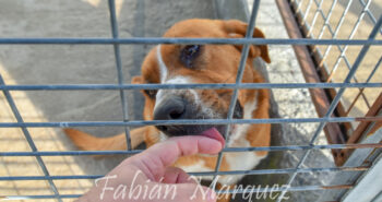 perrera municipal perro-1