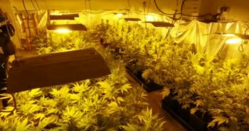 Plantacion Interior