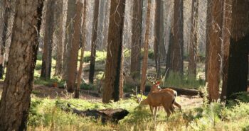 deer-315720_1280