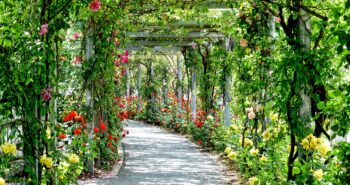 flowers-3112055_1280