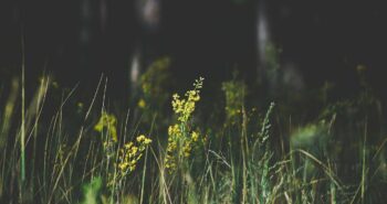 flowers-7790227_1280