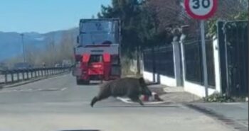 jabali itv ponferrada
