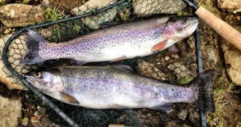 pesca de la trucha