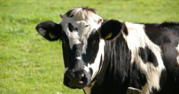 cow-234835_1280