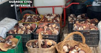 22.6.23 decomiso setas (Boletus pinícola)