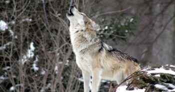 Lobo Ibérico