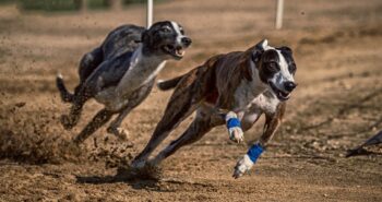 galgos