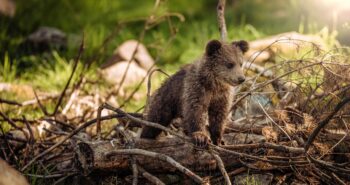 animal-3389980_1280