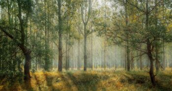 forest-1072828_1280