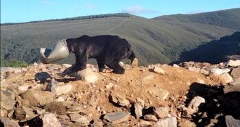 oso cabeza plastico