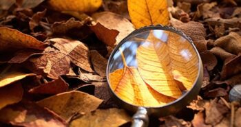 magnifying glass focusing sunlight on dry leaves