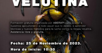 curso velutina