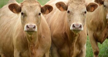 cows-3515521_1280