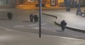 videocapture_20240221-1108135972055110020708203