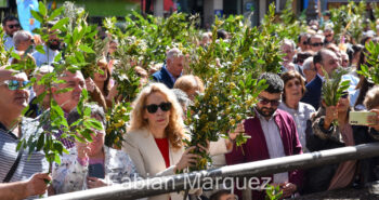 procesion palmas 2024-17