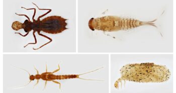 Ejemplos de las sorprendentes adaptaciones que han desarrollado los insectos a la vida en el agua
