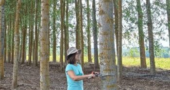 3 - Toma de datos en uno de los proyectos sobre chopo desarrollados por la investigadora