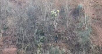 rescate perro talud
