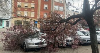 arbol sobre coches
