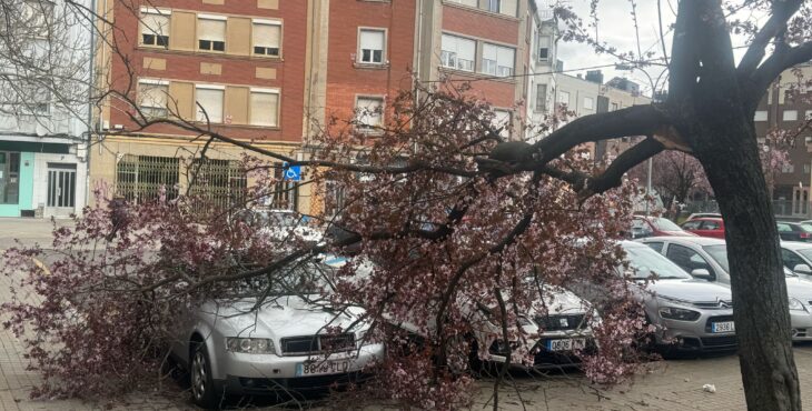 arbol sobre coches