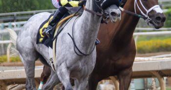 horses-3817727_1280